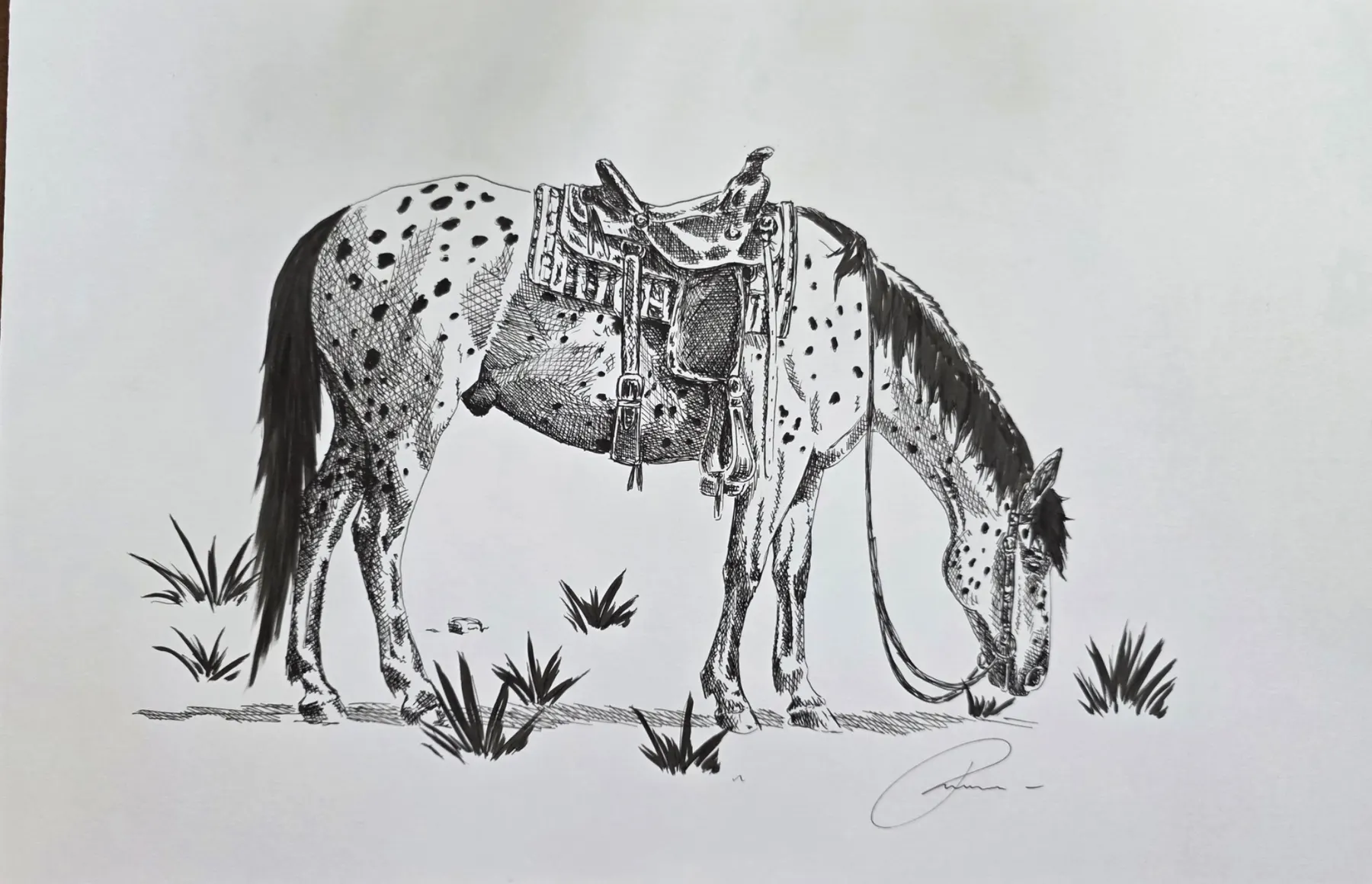The Cowboy's Appaloosa